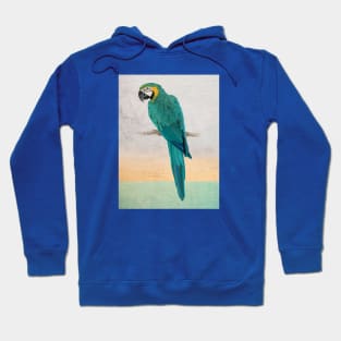 Graffiti Macaw Hoodie